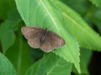Schornsteinfeger oder Brauner Waldvogel